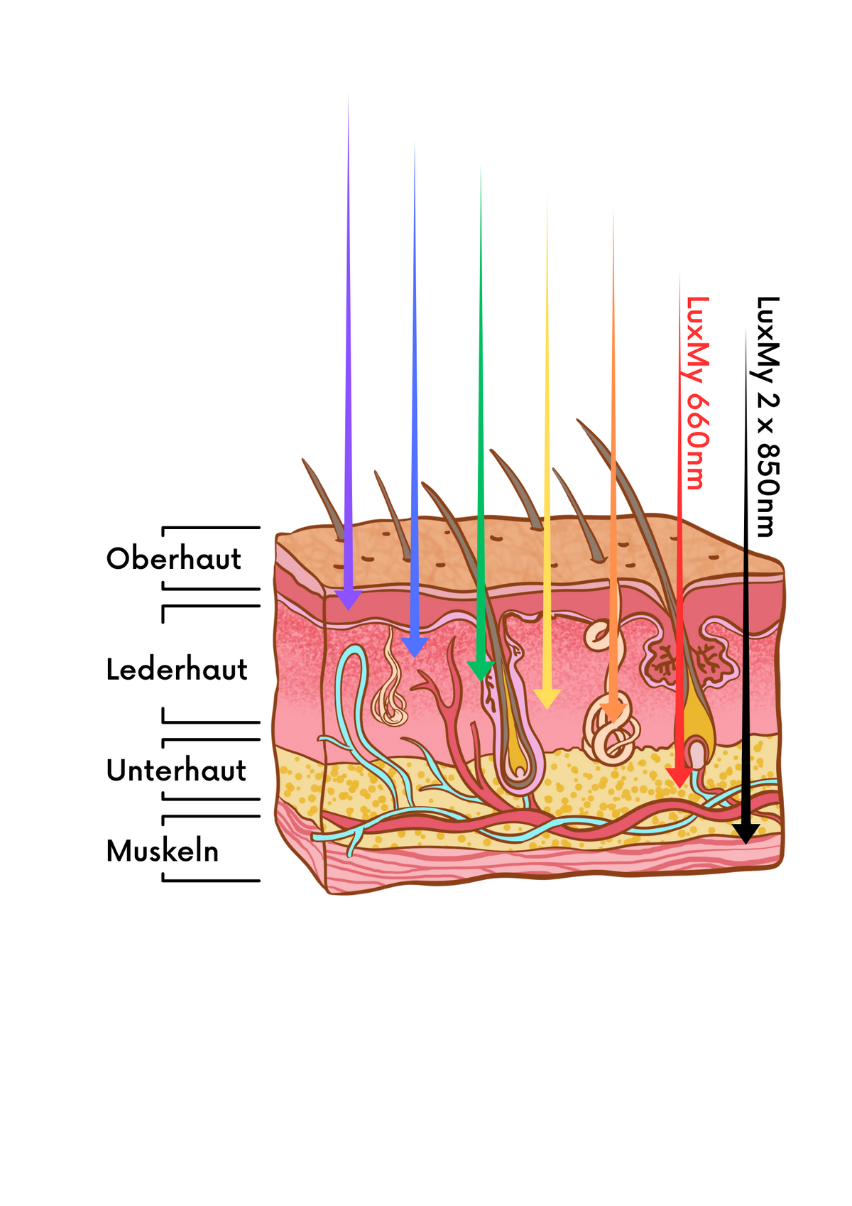 LuxMy Pad Anwendung am Pferd