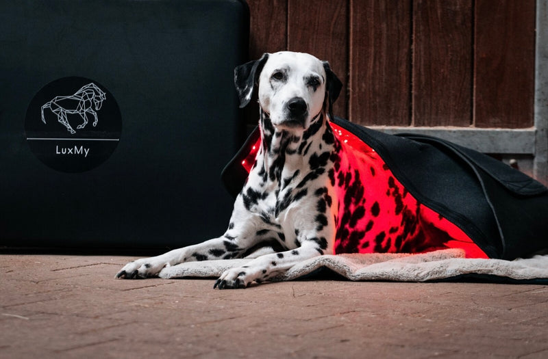 LuxMy Lichttherapie-Pads Pferd