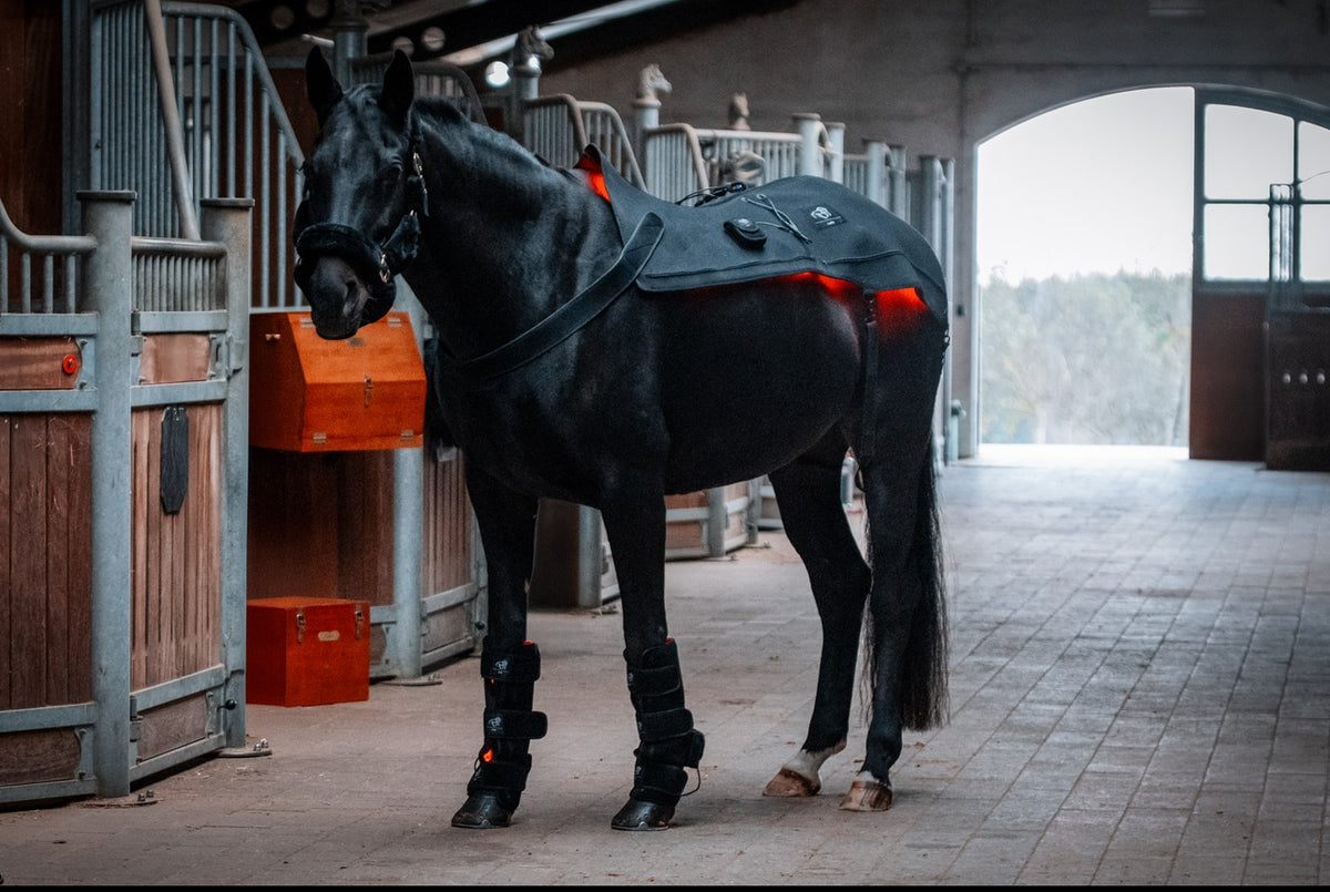 LuxMy Lichttherapie Pferd